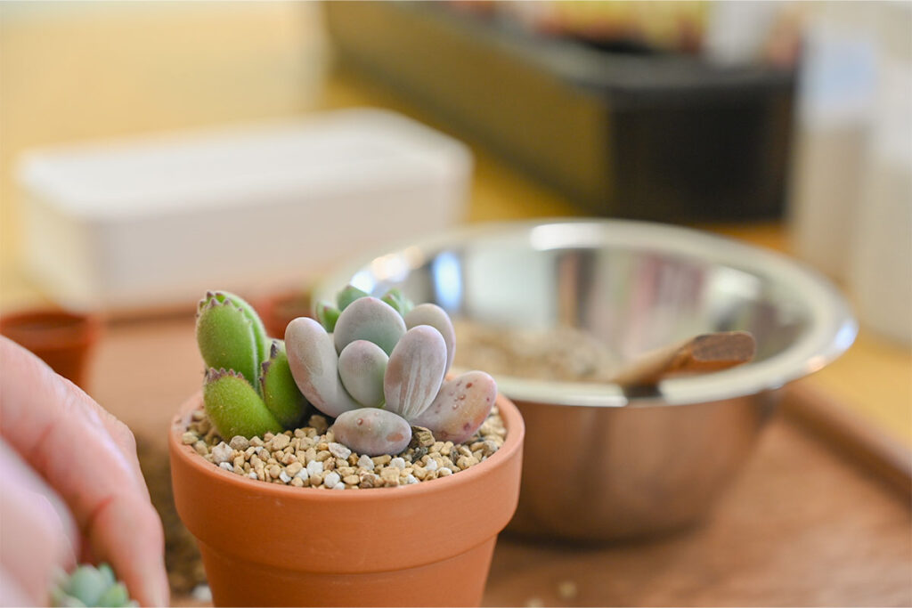寄せ植え中の多肉植物