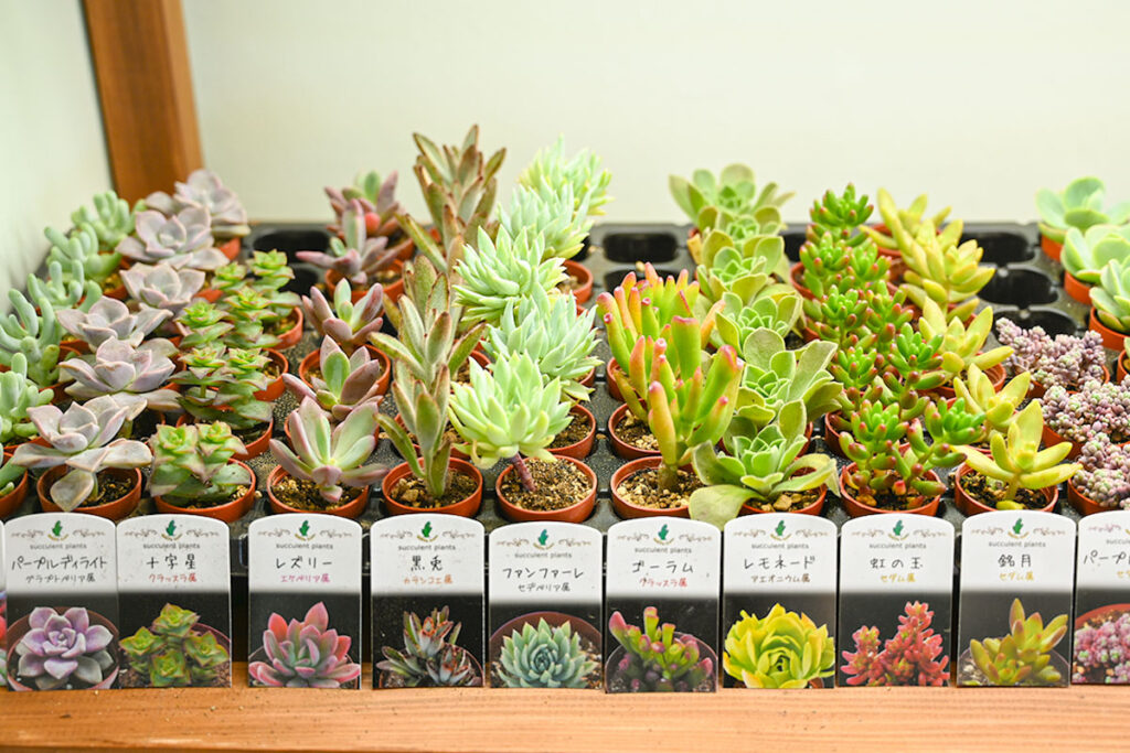 種類豊富な寄せ植えの多肉植物