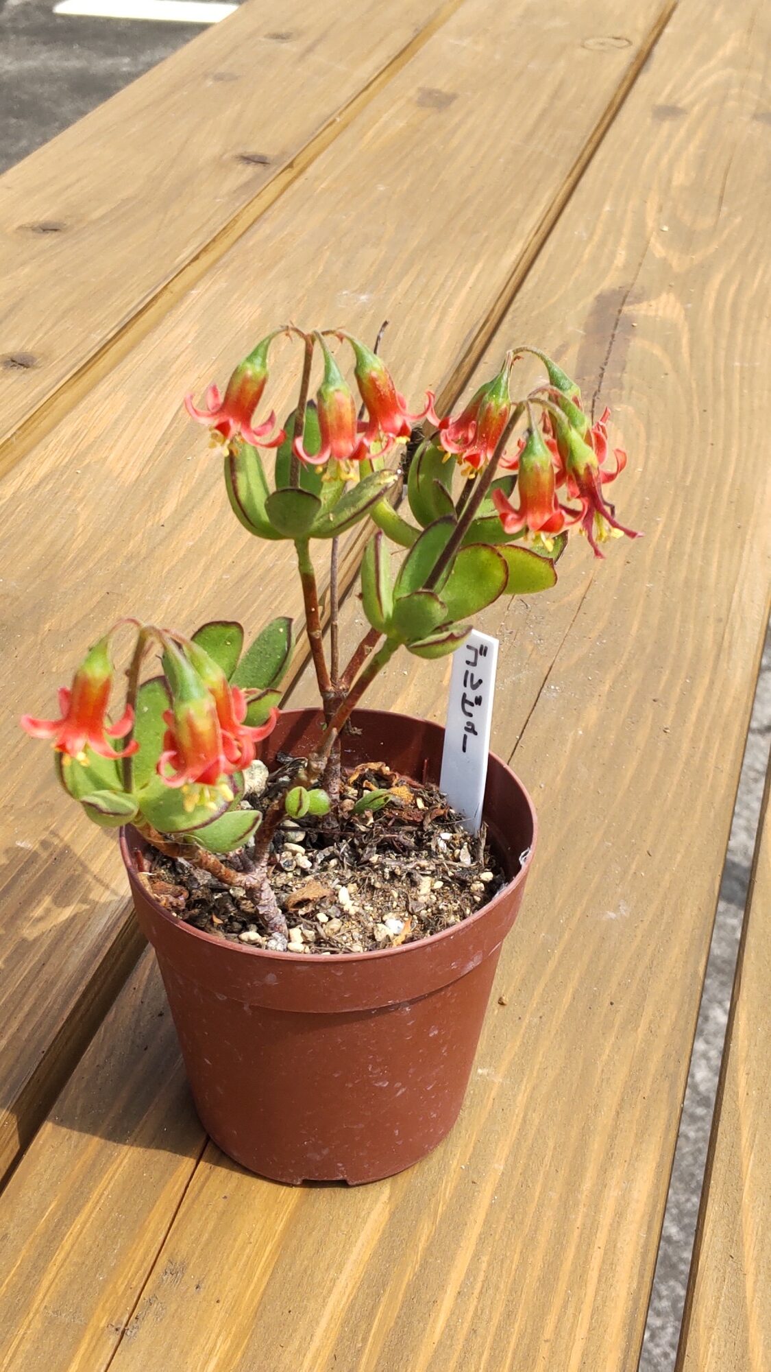 お花が咲きました。 福井県池田町で多肉植物の販売とワークショップ
